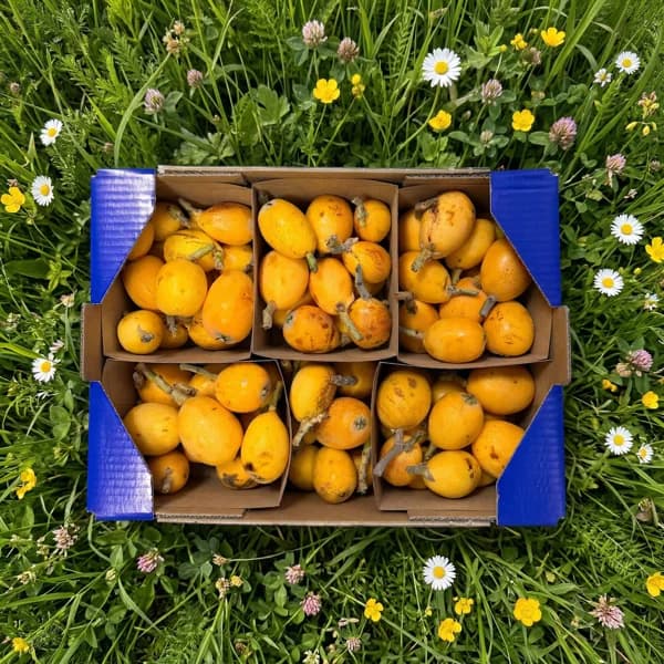 Níspero Orgánico - Grande - 3.4kg (16% de ahorro en precio y transporte) - 3.4 kg - Imagen del producto en Findit