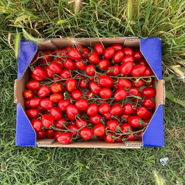Tomate Cherry Premium Lobello de Francisco - Pequeña - 2kg - 2 kg - Imagen del producto en Findit