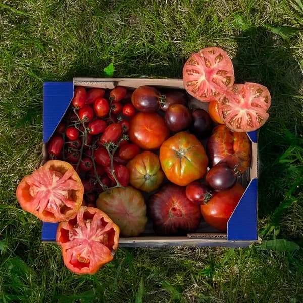 Tomate Variado Premium de Francisco - 4kg - 4 kg - Imagen del producto en Findit