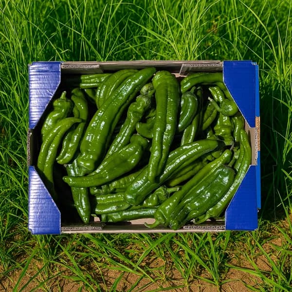Pimiento Italiano de Nuestros Agricultores - Pequeña - 2kg (18-21 piezas aprox) - 2 kg - Imagen del producto en Findit