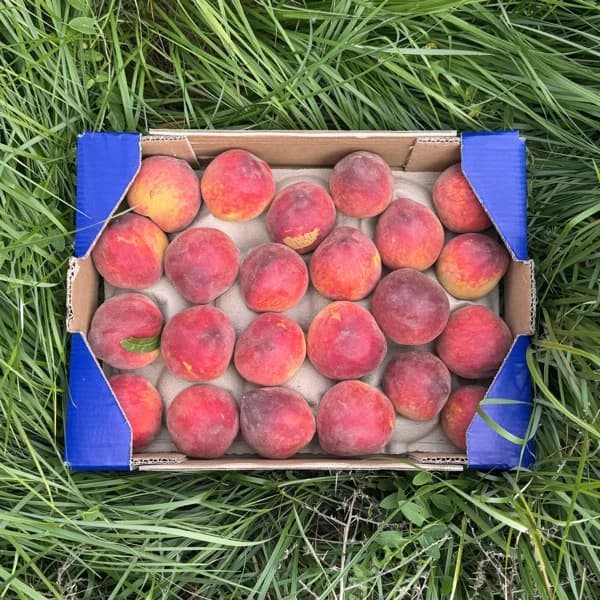 Melocotón Rojo - 3kg - Organico - 3 kg - Imagen del producto en Findit