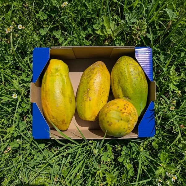 Papaya de Nuestros Agricultores - Organico / Pequeña - 4.5kg - 4.5 kg - Imagen del producto en Findit