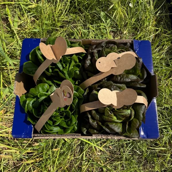 Lechuga Viva - 4 piezas - 4 ud - Imagen del producto en Findit