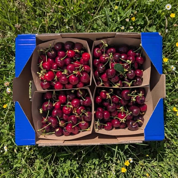 Cerezas - Organico / Pequeña - 1.5kg - 1.5 kg - Imagen del producto en Findit