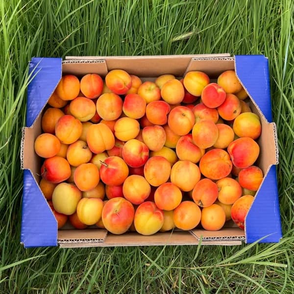 Albaricoque - Premium / Grande - 4kg (24% de ahorro en precio y transporte) - 4 kg - Imagen del producto en Findit