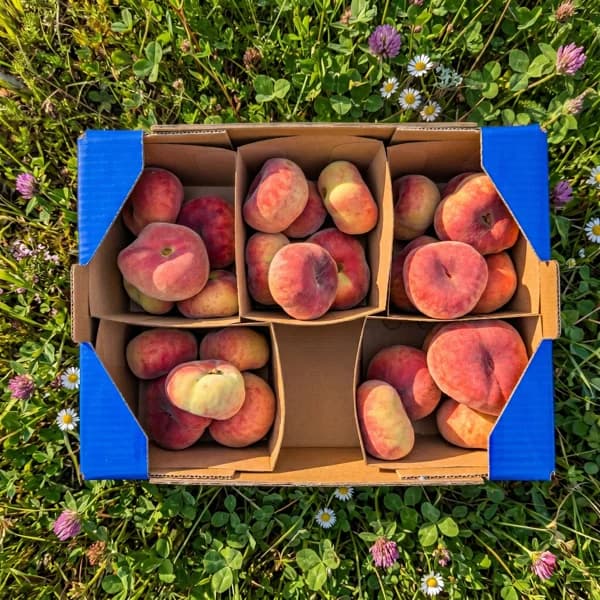Paraguayo - Pequeña - 1.3kg - 1.3 kg - Imagen del producto en Findit