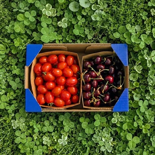 750gr Cerezas + 750gr Tomate Cherry - 1.5 kg - Imagen del producto en Findit