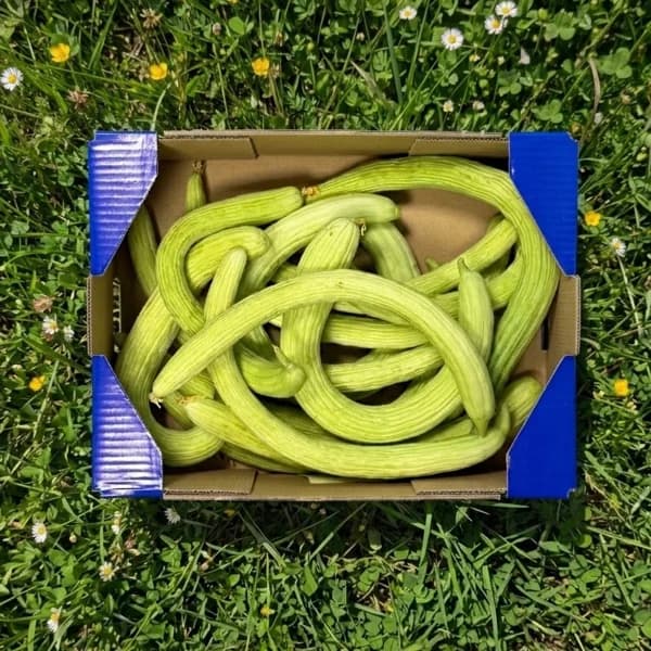 Pepino Alficoz - Grande - 6kg (11% de ahorro en precio y transporte) - 6 kg - Imagen del producto en Findit