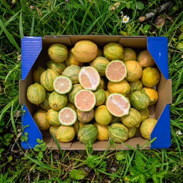 Limón Tigre Orgánico - Mediana - 3.5kg (17-19 piezas aprox + 12% de ahorro en precio y transporte) - 3.5 kg - Imagen del producto en Findit