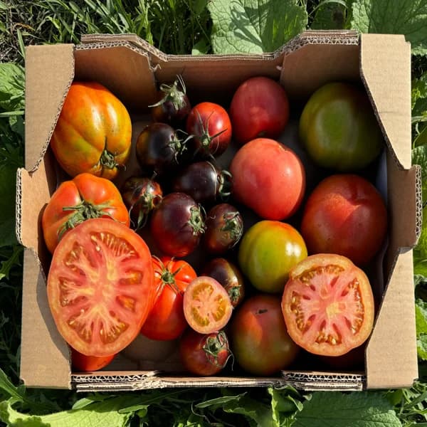 Tomate Variado de Nuestros Agricultores - Grande - 4kg (11% de ahorro en precio y transporte) - 4 kg - Imagen del producto en Findit