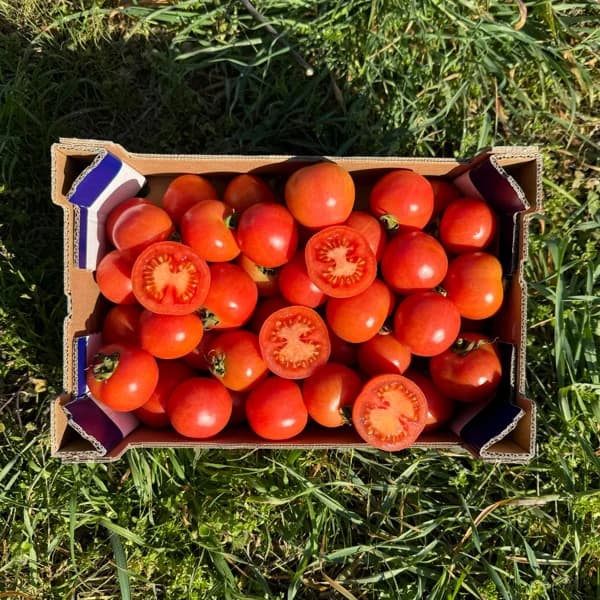 Tomate de Colgar - Grande - 3.6kg (11% de ahorro en precio y transporte) - 3.6 kg - Imagen del producto en Findit