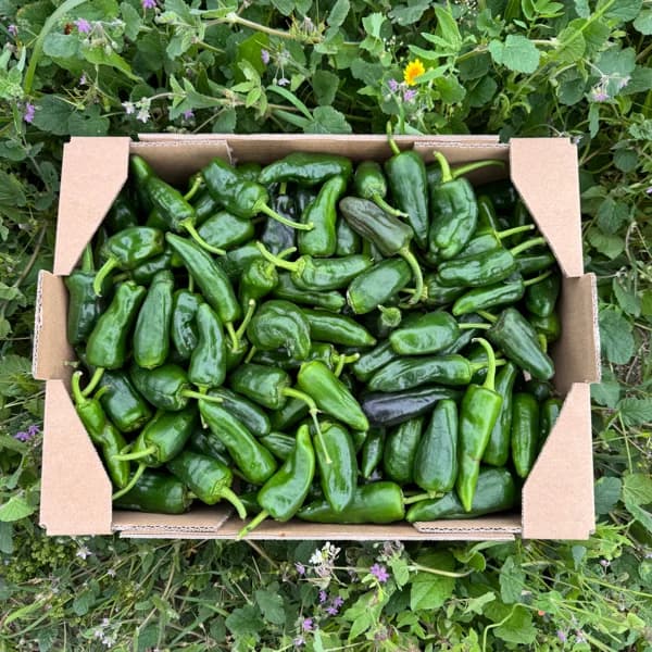 Pimientos Tipo Padrón - 3kg - 3 kg - Imagen del producto en Findit