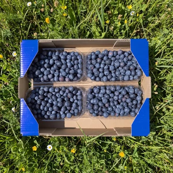 Arándanos de Huelva - Organico / Grande - 2kg (10% de ahorro en precio y transporte) - 2 kg - Imagen del producto en Findit