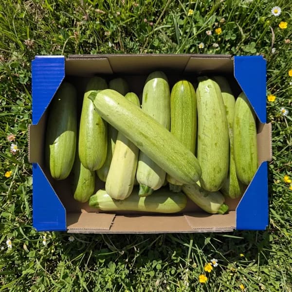Calabacín Blanco - Grande - 8kg (53% de ahorro en precio y transporte) - 8 kg - Imagen del producto en Findit