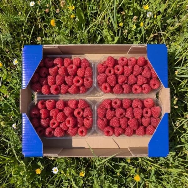 Frambuesa Orgánica - Grande - 2kg (7% de ahorro en precio y transporte) - 2 kg - Imagen del producto en Findit