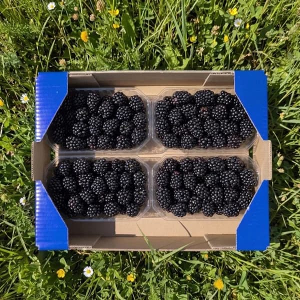 Mora Orgánica - Grande - 2kg (7% de ahorro en precio y transporte) - 2 kg - Imagen del producto en Findit