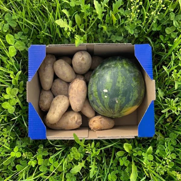 Sandía + Patata - 9kg - 9 kg - Imagen del producto en Findit