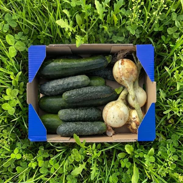 2kg Calabacín + 1.5kg Pepino + 1kg Cebolla Tierna - 4.5 kg - Imagen del producto en Findit