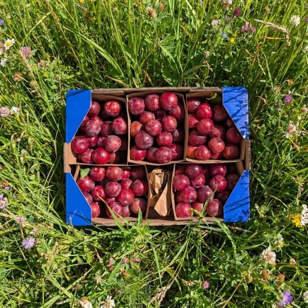 Ciruela Fresa - Grande - 4kg (16% de ahorro en precio y transporte) - 4 kg - Imagen del producto en Findit