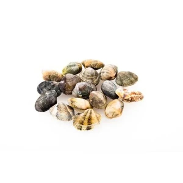 Almeja fina pequeña (entrega fin de semana) - 1 kg - Imagen del producto en Findit