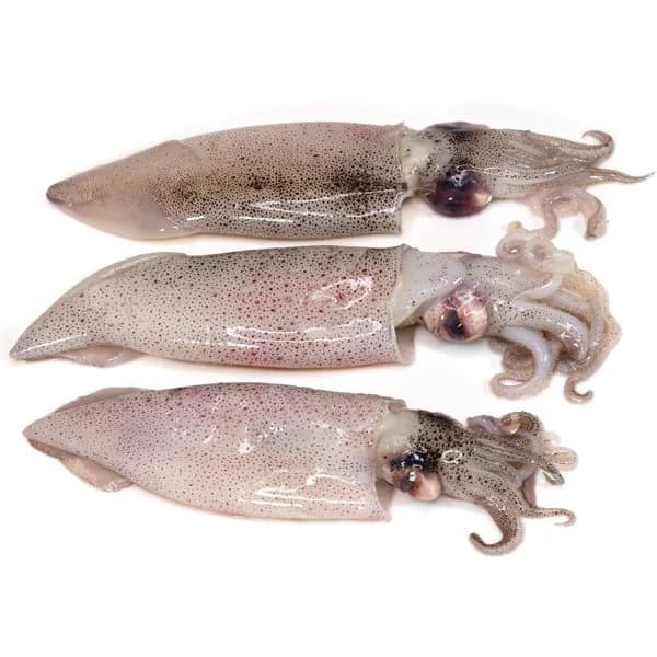 Calamar - 0.87 kg - Imagen del producto en Findit