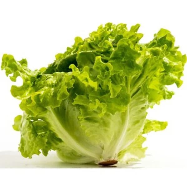 Lechuga de caserío - 0.5 kg - Imagen del producto en Findit