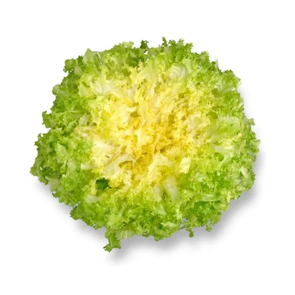Escarola rizada - 1 ud - Imagen del producto en Findit