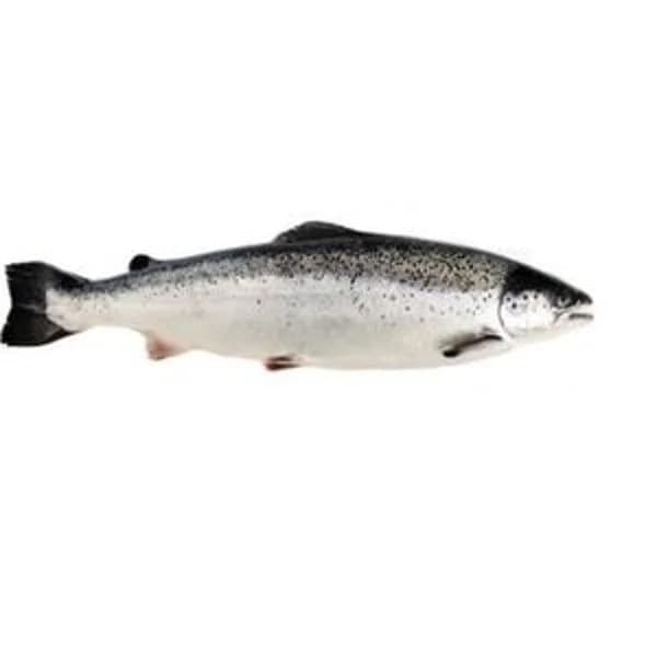 Salmón medio (2,5 kg) entero (5 kg) aprox - 1 kg - Imagen del producto en Findit
