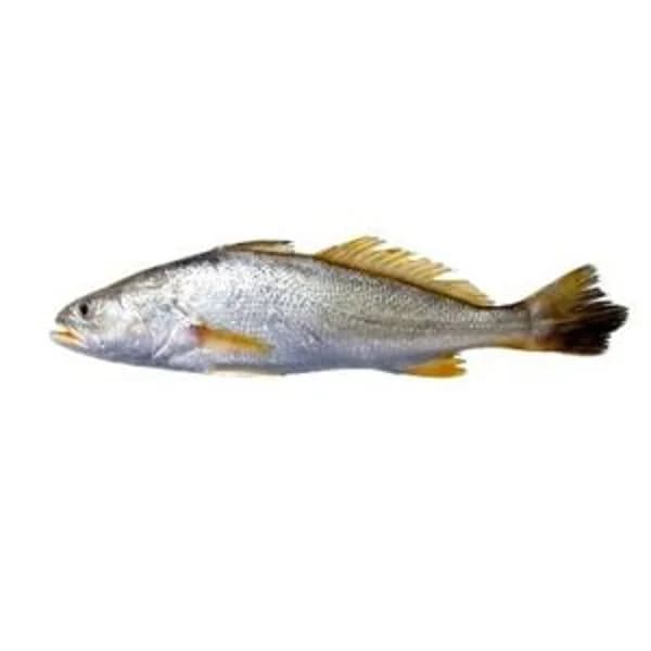 Corvina (pieza 1kg; confirmamos dispo. vía tfno) - 1 kg - Imagen del producto en Findit