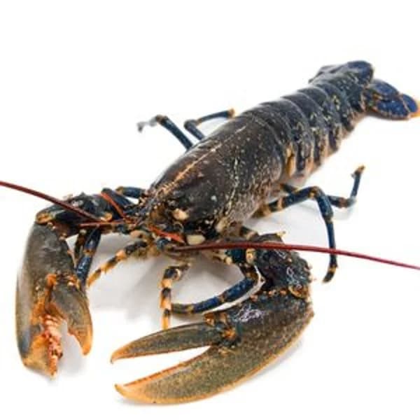 Bogavante del país 500g apr, entrega fin de semana - 1 ud - Imagen del producto en Findit