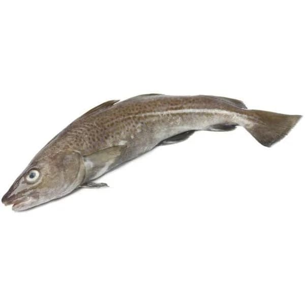 Bacalao de cultivo con cabeza (2-3kg), al peso, compra mínima 2.5 kg - 1 ud - Imagen del producto en Findit