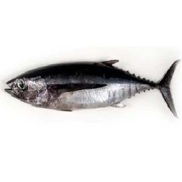 Bonito del norte - 1 ud - Imagen del producto en Findit