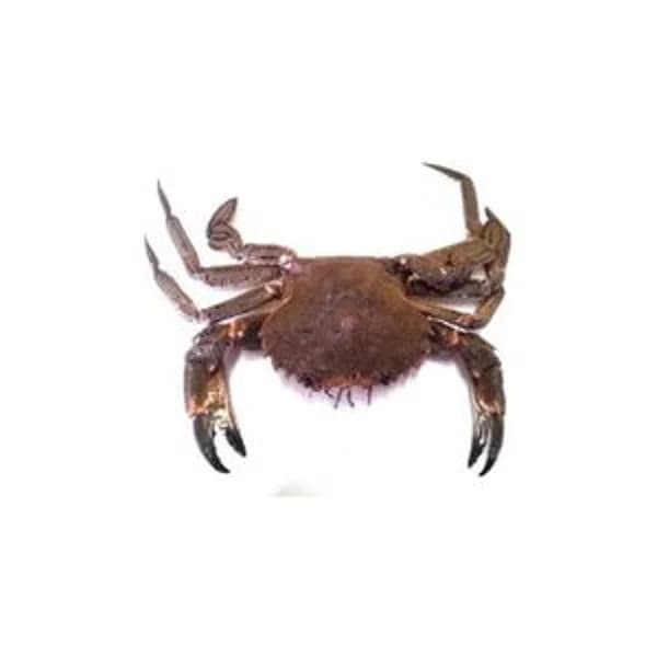 Nécora mediana (entrega fin de semana) - 1 kg - Imagen del producto en Findit