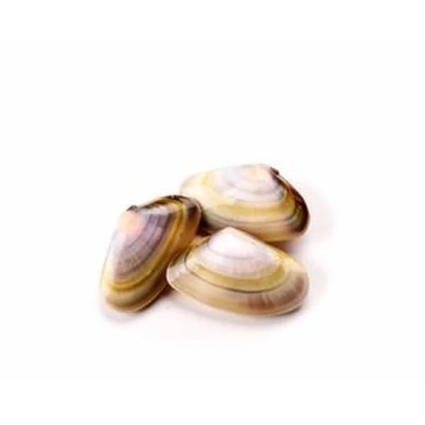 Coquina (entrega fin de semana) - 1 ud - Imagen del producto en Findit