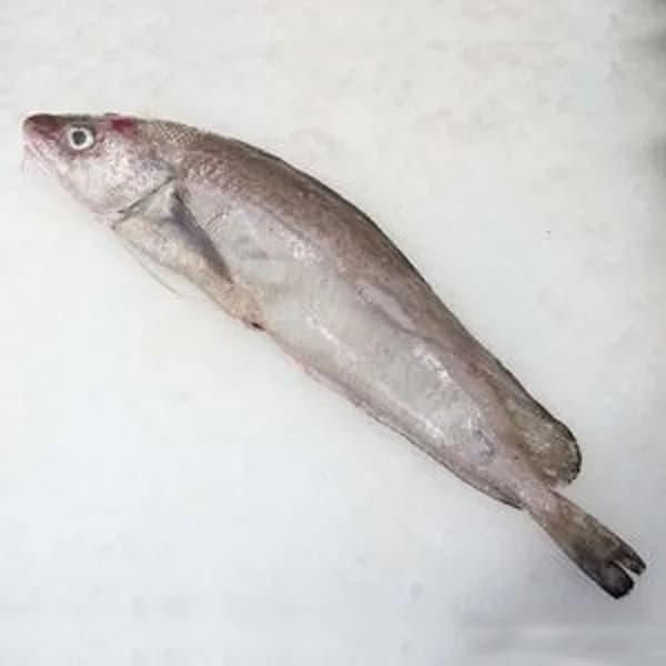 Locha (1 kg aprox/pieza) - 1 kg - Imagen del producto en Findit