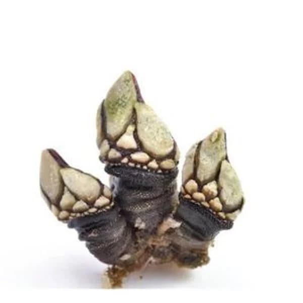 Percebe grande - 1 kg - Imagen del producto en Findit