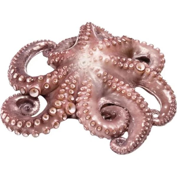 Pulpo mediano, pieza al peso aprox. 1 kg - 1 ud - Imagen del producto en Findit