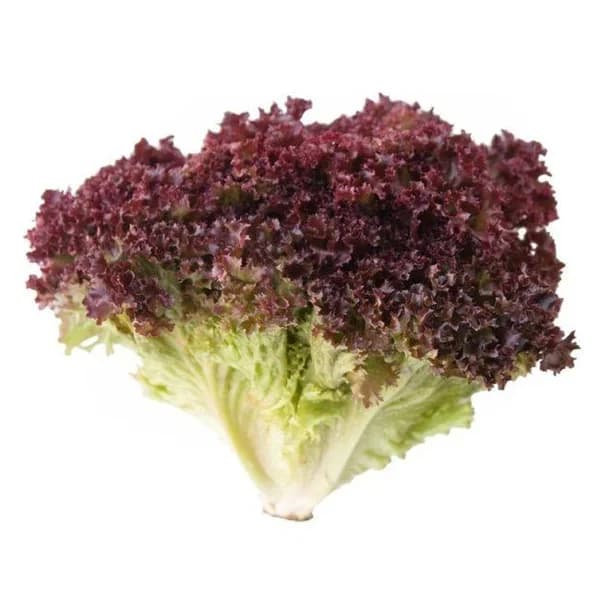 Lechuga Lollo Rosso EUSKAL BASERRI, unidad - 1 ud - Imagen del producto en Findit