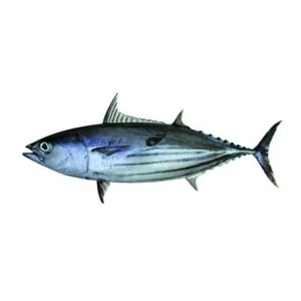 Bonito del norte pieza - 1 kg - Imagen del producto en Findit