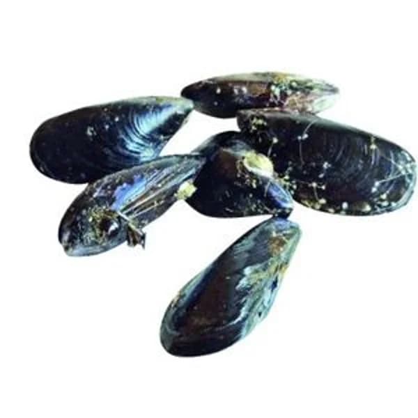 Mejillón gallego - 1 kg - Imagen del producto en Findit