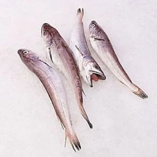 Pescadilla pequeña (300-500 g aprox) - 1 ud - Imagen del producto en Findit