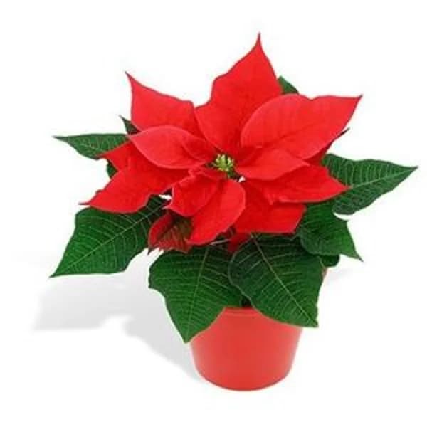 Flor de pascua roja - 1 ud - Imagen del producto en Findit