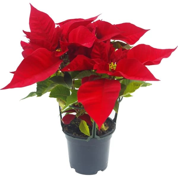 Flor de Pascua - 1 ud - Imagen del producto en Findit