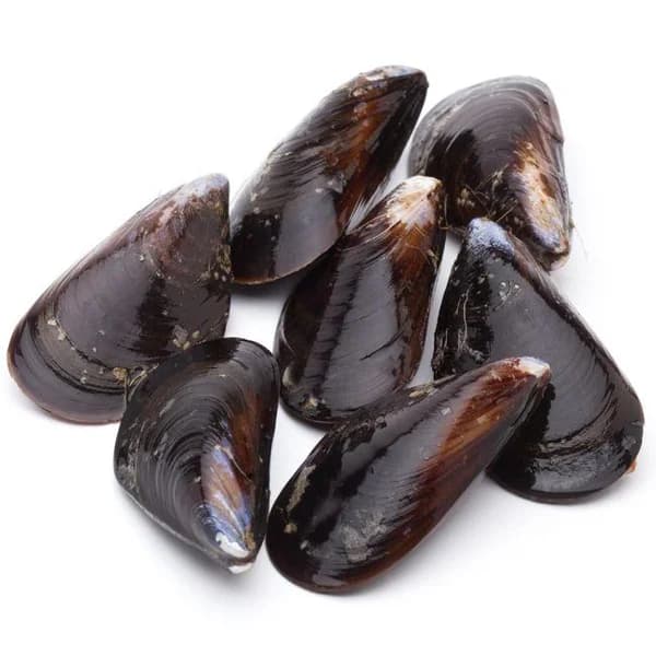 Mejillón especial 33/37 piezas, bolsa aprox. 500 g - 1 ud - Imagen del producto en Findit