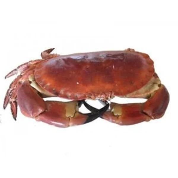 Buey de mar cocido 750g (Entrega fin de semana) - 1 ud - Imagen del producto en Findit