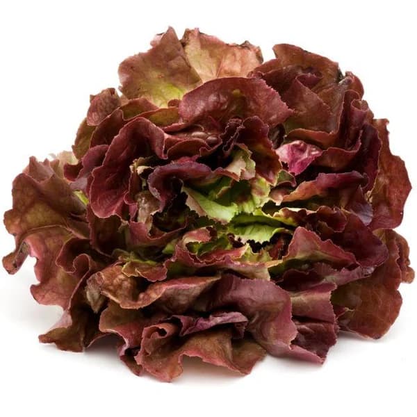 Lechuga Ostogorri EUSKAL BASERRI, unidad - 1 ud - Imagen del producto en Findit