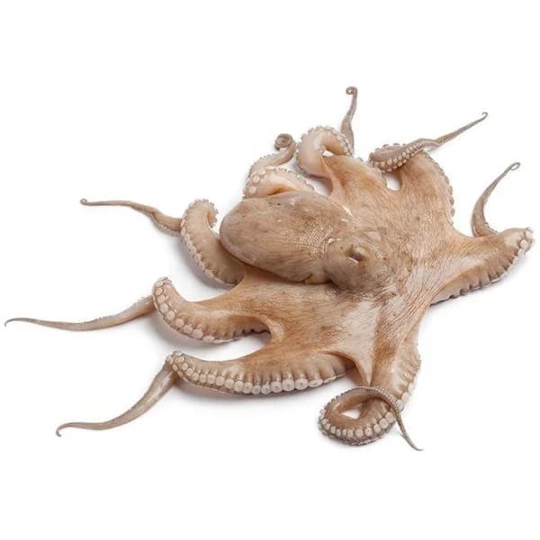 Pulpo grande descongelado, pieza al peso aprox. 3.5 kg - 1 ud - Imagen del producto en Findit