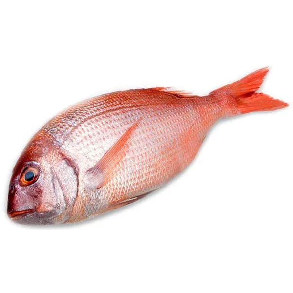 Pargo de cultivo, pieza 1-2 kg al peso aprox. - 1 ud - Imagen del producto en Findit
