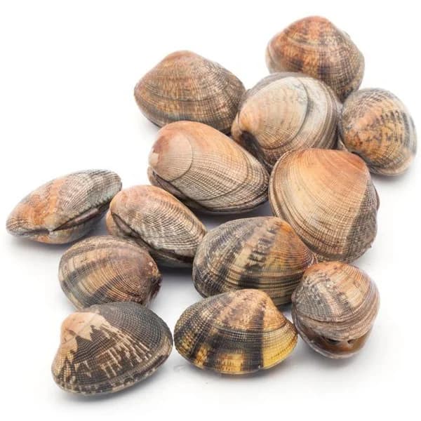 Almeja extra, al peso, compra mínima 250 g - 1 ud - Imagen del producto en Findit