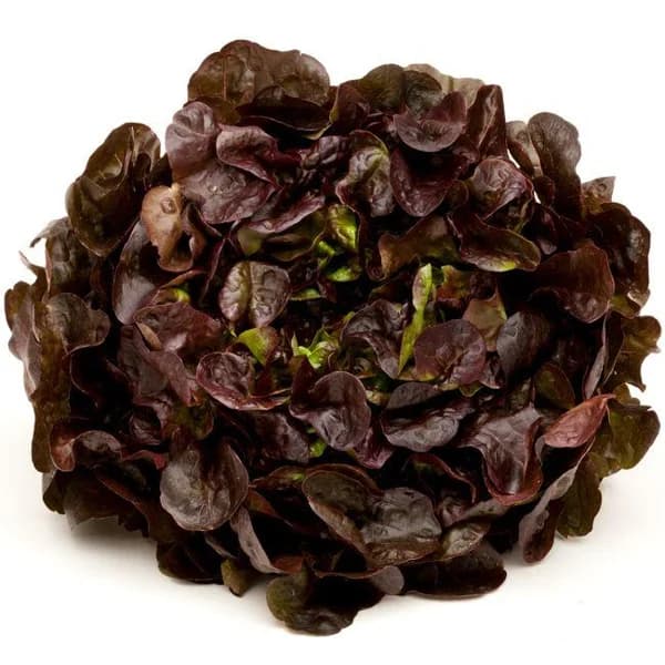Lechuga Hoja de Roble verde, unidad - 1 ud - Imagen del producto en Findit